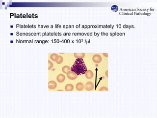 Platelets
 Platelets have a life span of approximately 10 days.
 Senescent platelets are removed by the spleen
 Normal range: 150-400 x 103 /l.
 