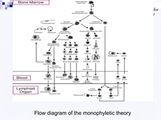 Flow diagram of the monophyletic theory
 