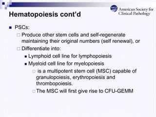 Hematopoiesis cont’d
 PSCs:
 Produce other stem cells and self-regenerate
maintaining their original numbers (self renewal), or
 Differentiate into:
 Lymphoid cell line for lymphopoiesis
 Myeloid cell line for myelopoiesis
 is a multipotent stem cell (MSC) capable of
granulopoiesis, erythropoiesis and
thrombopoiesis.
 The MSC will first give rise to CFU-GEMM
 
