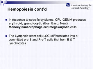 Hemopoiesis cont’d
 In response to specific cytokines, CFU-GEMM produces
erythroid, granulocytic (Eos, Baso, Neut),
Monocyte/macrophage and megakaryotic cells.
 The Lymphoid stem cell (LSC) differentiates into a
committed pre-B and Pre-T cells that from B & T
lymphocytes
 