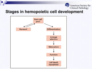 Stages in hemopoietic cell development
 