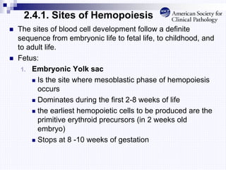 2.4.1. Sites of Hemopoiesis
 The sites of blood cell development follow a definite
sequence from embryonic life to fetal life, to childhood, and
to adult life.
 Fetus:
1. Embryonic Yolk sac
 Is the site where mesoblastic phase of hemopoiesis
occurs
 Dominates during the first 2-8 weeks of life
 the earliest hemopoietic cells to be produced are the
primitive erythroid precursors (in 2 weeks old
embryo)
 Stops at 8 -10 weeks of gestation
 