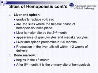 Sites of Hemopoiesis cont’d
2. Liver and spleen:
 gradually replace yolk sac
 are the sites where the hepatic phase of
hemopoiesis takes place
 Liver is major site by the 2nd month
 appearance of granulocytes and megakaryocytes.
 Liver and spleen predominate 2-5 months
 Production in the liver tails off within 1-2 weeks of
delivery
3. Bone marrow:
 begins in the 4th month
 After 5th month, it is the primary site of hemopoiesis
 