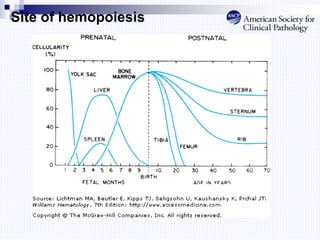 Site of hemopoiesis
 