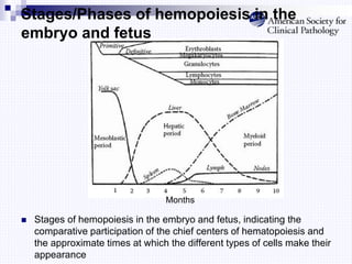 Stages/Phases of hemopoiesis in the
embryo and fetus
 Stages of hemopoiesis in the embryo and fetus, indicating the
comparative participation of the chief centers of hematopoiesis and
the approximate times at which the different types of cells make their
appearance
Months
 