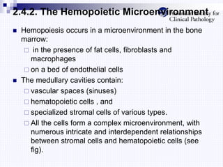 2.4.2. The Hemopoietic Microenvironment
 Hemopoiesis occurs in a microenvironment in the bone
marrow:
 in the presence of fat cells, fibroblasts and
macrophages
 on a bed of endothelial cells
 The medullary cavities contain:
 vascular spaces (sinuses)
 hematopoietic cells , and
 specialized stromal cells of various types.
 All the cells form a complex microenvironment, with
numerous intricate and interdependent relationships
between stromal cells and hematopoietic cells (see
fig).
 