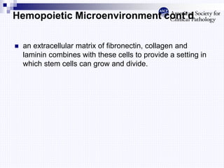 Hemopoietic Microenvironment cont’d
 an extracellular matrix of fibronectin, collagen and
laminin combines with these cells to provide a setting in
which stem cells can grow and divide.
 