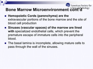 Bone Marrow Microenvironment cont’d
 Hemopoietic Cords (parenchyma) are the
extravascular portions of the bone marrow and the site of
blood cell production
 Sinuses (vascular spaces) of the marrow are lined
with specialized endothelial cells, which prevent the
premature escape of immature cells into the peripheral
blood.
 The basal lamina is incomplete, allowing mature cells to
pass through the wall of the sinuses.
 
