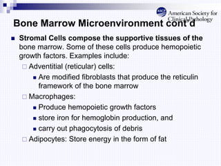 Bone Marrow Microenvironment cont’d
 Stromal Cells compose the supportive tissues of the
bone marrow. Some of these cells produce hemopoietic
growth factors. Examples include:
 Adventitial (reticular) cells:
 Are modified fibroblasts that produce the reticulin
framework of the bone marrow
 Macrophages:
 Produce hemopoietic growth factors
 store iron for hemoglobin production, and
 carry out phagocytosis of debris
 Adipocytes: Store energy in the form of fat
 