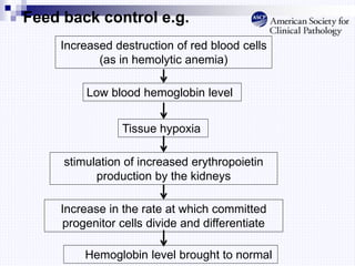 Feed back control e.g.
Increased destruction of red blood cells
(as in hemolytic anemia)
Low blood hemoglobin level
Tissue hypoxia
stimulation of increased erythropoietin
production by the kidneys
Increase in the rate at which committed
progenitor cells divide and differentiate
Hemoglobin level brought to normal
 