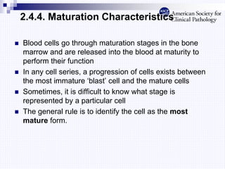2.4.4. Maturation Characteristics
 Blood cells go through maturation stages in the bone
marrow and are released into the blood at maturity to
perform their function
 In any cell series, a progression of cells exists between
the most immature ‘blast’ cell and the mature cells
 Sometimes, it is difficult to know what stage is
represented by a particular cell
 The general rule is to identify the cell as the most
mature form.
 