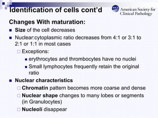 Identification of cells cont’d
Changes With maturation:
 Size of the cell decreases
 Nuclear:cytoplasmic ratio decreases from 4:1 or 3:1 to
2:1 or 1:1 in most cases
 Exceptions:
 erythrocytes and thrombocytes have no nuclei
 Small lymphocytes frequently retain the original
ratio
 Nuclear characteristics
 Chromatin pattern becomes more coarse and dense
 Nuclear shape changes to many lobes or segments
(in Granulocytes)
 Nucleoli disappear
 