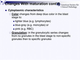 Changes With maturation cont’d
 Cytoplasmic characteristics
 Color changes from deep blue color in the blast
stage to:
 lighter blue (e.g. lymphocytes)
 blue-gray (e.g. moncytes) or
 pink (e.g. RBC)
 Granulation: in the granulocytic series changes
from no granules in the blast stage to non-specific
granules then to specific granules
 