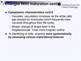 Changes With maturation cont’d
 Cytoplasmic characteristics cont’d
 Vacuoles: vacuolation increases as the white cells
age (except for monocytes which frequently have
vacuoles throughout their life cycle)
 Shape: change of shape seen in the
megakaryocyte. It has more irregular outline
 In identifying of cells, examine more systematically
by assessing various maturational features
 