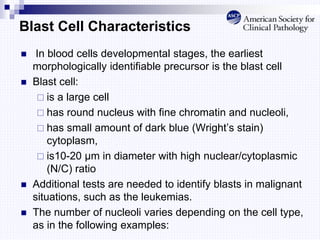 Blast Cell Characteristics
 In blood cells developmental stages, the earliest
morphologically identifiable precursor is the blast cell
 Blast cell:
 is a large cell
 has round nucleus with fine chromatin and nucleoli,
 has small amount of dark blue (Wright’s stain)
cytoplasm,
 is10-20 μm in diameter with high nuclear/cytoplasmic
(N/C) ratio
 Additional tests are needed to identify blasts in malignant
situations, such as the leukemias.
 The number of nucleoli varies depending on the cell type,
as in the following examples:
 