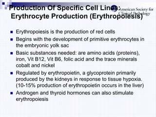 Production Of Specific Cell Lines:
Erythrocyte Production (Erythropoiesis)
 Erythropoiesis is the production of red cells
 Begins with the development of primitive erythrocytes in
the embryonic yolk sac
 Basic substances needed: are amino acids (proteins),
iron, Vit B12, Vit B6, folic acid and the trace minerals
cobalt and nickel
 Regulated by erythropoietin, a glycoprotein primarily
produced by the kidneys in response to tissue hypoxia.
(10-15% production of erythropoietin occurs in the liver)
 Androgen and thyroid hormones can also stimulate
erythropoiesis
 