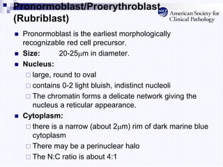 Pronormoblast/Proerythroblast
(Rubriblast)
 Pronormoblast is the earliest morphologically
recognizable red cell precursor.
 Size: 20-25m in diameter.
 Nucleus:
 large, round to oval
 contains 0-2 light bluish, indistinct nucleoli
 The chromatin forms a delicate network giving the
nucleus a reticular appearance.
 Cytoplasm:
 there is a narrow (about 2m) rim of dark marine blue
cytoplasm
 There may be a perinuclear halo
 The N:C ratio is about 4:1
 