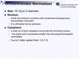Orthochromatic Normoblast
 Size: 10-12m in diameter.
 Nucleus:
 small and central or eccentric with condensed homogeneous
structureless chromatin.
 It is ultimately lost by extrusion.
 Cytoplasm:
 a wide rim of pink cytoplasm surrounds the shrinking nucleus
 The entire cell is somewhat smaller than the polychromatophilic
normoblast
 The N:C ratio varies from 1:2-1:3.
 