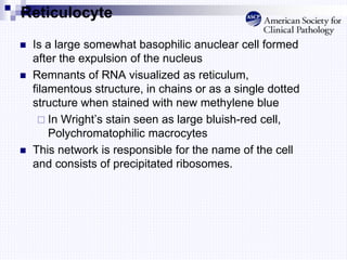 Reticulocyte
 Is a large somewhat basophilic anuclear cell formed
after the expulsion of the nucleus
 Remnants of RNA visualized as reticulum,
filamentous structure, in chains or as a single dotted
structure when stained with new methylene blue
 In Wright’s stain seen as large bluish-red cell,
Polychromatophilic macrocytes
 This network is responsible for the name of the cell
and consists of precipitated ribosomes.
 