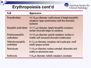Erythropoiesis cont’d
 