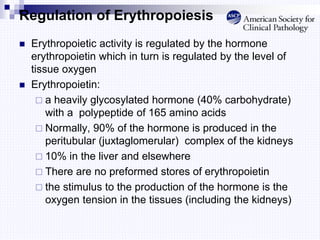 Regulation of Erythropoiesis
 Erythropoietic activity is regulated by the hormone
erythropoietin which in turn is regulated by the level of
tissue oxygen
 Erythropoietin:
 a heavily glycosylated hormone (40% carbohydrate)
with a polypeptide of 165 amino acids
 Normally, 90% of the hormone is produced in the
peritubular (juxtaglomerular) complex of the kidneys
 10% in the liver and elsewhere
 There are no preformed stores of erythropoietin
 the stimulus to the production of the hormone is the
oxygen tension in the tissues (including the kidneys)
 
