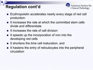 Regulation cont’d
 Erythropoietin accelerates nearly every stage of red cell
production:
 It increases the rate at which the committed stem cells
divide and differentiate
 It increases the rate of cell division
 It speeds up the incorporation of iron into the
developing red cells
 It shortens the time cell maturation, and
 It hastens the entry of reticulocytes into the peripheral
circulation
 