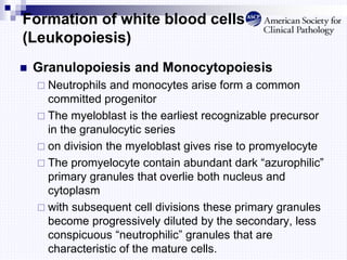 Formation of white blood cells
(Leukopoiesis)
 Granulopoiesis and Monocytopoiesis
 Neutrophils and monocytes arise form a common
committed progenitor
 The myeloblast is the earliest recognizable precursor
in the granulocytic series
 on division the myeloblast gives rise to promyelocyte
 The promyelocyte contain abundant dark “azurophilic”
primary granules that overlie both nucleus and
cytoplasm
 with subsequent cell divisions these primary granules
become progressively diluted by the secondary, less
conspicuous “neutrophilic” granules that are
characteristic of the mature cells.
 