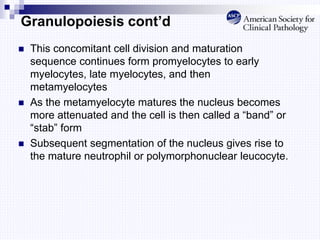 Granulopoiesis cont’d
 This concomitant cell division and maturation
sequence continues form promyelocytes to early
myelocytes, late myelocytes, and then
metamyelocytes
 As the metamyelocyte matures the nucleus becomes
more attenuated and the cell is then called a “band” or
“stab” form
 Subsequent segmentation of the nucleus gives rise to
the mature neutrophil or polymorphonuclear leucocyte.
 