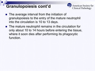 Granulopoiesis cont’d
 The average interval from the initiation of
granulopoiesis to the entry of the mature neutrophil
into the circulation is 10 to 13 days.
 The mature neutrophil remains in the circulation for
only about 10 to 14 hours before entering the tissue,
where it soon dies after performing its phagocytic
function.
 