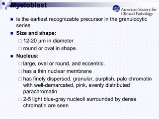 Myeloblast
 is the earliest recognizable precursor in the granulocytic
series
 Size and shape:
 12-20 m in diameter
 round or oval in shape.
 Nucleus:
 large, oval or round, and eccentric.
 has a thin nuclear membrane
 has finely dispersed, granular, purplish, pale chromatin
with well-demarcated, pink, evenly distributed
parachromatin
 2-5 light blue-gray nucleoli surrounded by dense
chromatin are seen
 