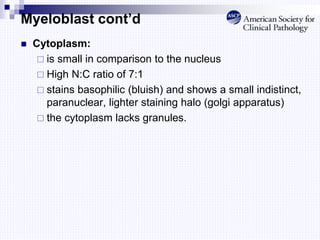 Myeloblast cont’d
 Cytoplasm:
 is small in comparison to the nucleus
 High N:C ratio of 7:1
 stains basophilic (bluish) and shows a small indistinct,
paranuclear, lighter staining halo (golgi apparatus)
 the cytoplasm lacks granules.
 