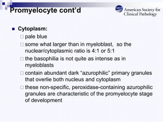Promyelocyte cont’d
 Cytoplasm:
 pale blue
 some what larger than in myeloblast, so the
nuclear/cytoplasmic ratio is 4:1 or 5:1
 the basophilia is not quite as intense as in
myeloblasts
 contain abundant dark “azurophilic” primary granules
that overlie both nucleus and cytoplasm
 these non-specific, peroxidase-containing azurophilic
granules are characteristic of the promyelocyte stage
of development
 