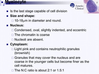 Myelocyte
 Is the last stage capable of cell division
 Size and shape:
 10-18m in diameter and round.
 Nucleus:
 Condensed, oval, slightly indented, and eccentric
 The chromatin is coarse
 Nucleoli are absent.
 Cytoplasm:
 Light pink and contains neutrophilic granules
(brownish)
 Granules that may cover the nucleus and are
coarse in the younger cells but become finer as the
cell matures.
 The N:C ratio is about 2:1 or 1.5:1
 