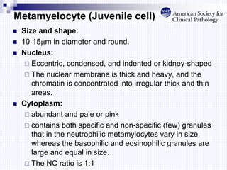 Metamyelocyte (Juvenile cell)
 Size and shape:
 10-15m in diameter and round.
 Nucleus:
 Eccentric, condensed, and indented or kidney-shaped
 The nuclear membrane is thick and heavy, and the
chromatin is concentrated into irregular thick and thin
areas.
 Cytoplasm:
 abundant and pale or pink
 contains both specific and non-specific (few) granules
that in the neutrophilic metamylocytes vary in size,
whereas the basophilic and eosinophilic granules are
large and equal in size.
 The NC ratio is 1:1
 