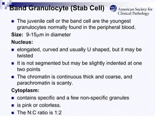 Band Granulocyte (Stab Cell)
 The juvenile cell or the band cell are the youngest
granulocytes normally found in the peripheral blood.
Size: 9-15m in diameter
Nucleus:
 elongated, curved and usually U shaped, but it may be
twisted
 It is not segmented but may be slightly indented at one
two points
 The chromatin is continuous thick and coarse, and
parachromatin is scanty.
Cytoplasm:
 contains specific and a few non-specific granules
 is pink or colorless.
 The N:C ratio is 1:2
 
