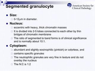 Segmented granulocyte
 Size:
 0-12m in diameter.
 Nucleus:
 eccentric with heavy, thick chromatin masses
 It is divided into 2-5 lobes connected to each other by thin
bridges of chromatin membrane
 The ratio of segmented to band forms is of clinical significance
and is normally about 10:1.
 Cytoplasm:
 abundant and slightly eosinophilic (pinkish) or colorless, and
 contains specific granules
 The neutrophilic granules are very fine in texture and do not
overlay the nucleus
 The N:C is 1:2
 