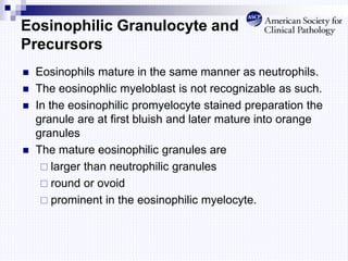 Eosinophilic Granulocyte and
Precursors
 Eosinophils mature in the same manner as neutrophils.
 The eosinophlic myeloblast is not recognizable as such.
 In the eosinophilic promyelocyte stained preparation the
granule are at first bluish and later mature into orange
granules
 The mature eosinophilic granules are
 larger than neutrophilic granules
 round or ovoid
 prominent in the eosinophilic myelocyte.
 