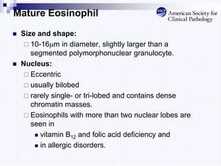 Mature Eosinophil
 Size and shape:
 10-16m in diameter, slightly larger than a
segmented polymorphonuclear granulocyte.
 Nucleus:
 Eccentric
 usually bilobed
 rarely single- or tri-lobed and contains dense
chromatin masses.
 Eosinophils with more than two nuclear lobes are
seen in
 vitamin B12 and folic acid deficiency and
 in allergic disorders.
 