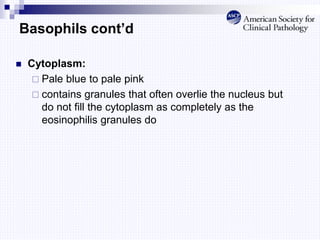 Basophils cont’d
 Cytoplasm:
 Pale blue to pale pink
 contains granules that often overlie the nucleus but
do not fill the cytoplasm as completely as the
eosinophilis granules do
 