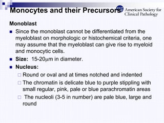 Monocytes and their Precursors
Monoblast
 Since the monoblast cannot be differentiated from the
myeloblast on morphologic or histochemical criteria, one
may assume that the myeloblast can give rise to myeloid
and monocytic cells.
 Size: 15-20m in diameter.
 Nucleus:
 Round or oval and at times notched and indented
 The chromatin is delicate blue to purple stippling with
small regular, pink, pale or blue parachromatin areas
 The nucleoli (3-5 in number) are pale blue, large and
round
 