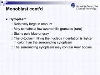 Monoblast cont’d
 Cytoplasm:
 Relatively large in amount
 May contains a few azurophilic granules (rare)
 Stains pale blue or gray
 The cytoplasm filling the nucleus indentation is lighter
in color than the surrounding cytoplasm
 The surrounding cytoplasm may contain Auer bodies.
 