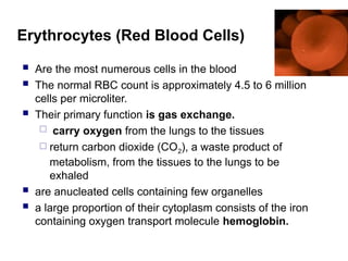 Erythrocytes (Red Blood Cells)
 Are the most numerous cells in the blood
 The normal RBC count is approximately 4.5 to 6 million
cells per microliter.
 Their primary function is gas exchange.
 carry oxygen from the lungs to the tissues
 return carbon dioxide (CO2), a waste product of
metabolism, from the tissues to the lungs to be
exhaled
 are anucleated cells containing few organelles
 a large proportion of their cytoplasm consists of the iron
containing oxygen transport molecule hemoglobin.
 