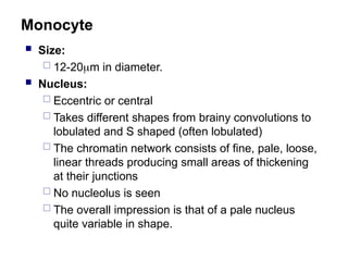 Monocyte
 Size:
 12-20m in diameter.
 Nucleus:
 Eccentric or central
 Takes different shapes from brainy convolutions to
lobulated and S shaped (often lobulated)
 The chromatin network consists of fine, pale, loose,
linear threads producing small areas of thickening
at their junctions
 No nucleolus is seen
 The overall impression is that of a pale nucleus
quite variable in shape.
 