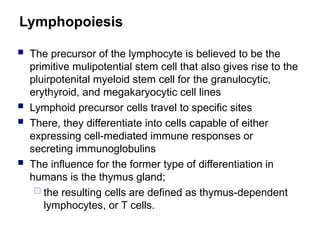 Lymphopoiesis
 The precursor of the lymphocyte is believed to be the
primitive mulipotential stem cell that also gives rise to the
pluirpotenital myeloid stem cell for the granulocytic,
erythyroid, and megakaryocytic cell lines
 Lymphoid precursor cells travel to specific sites
 There, they differentiate into cells capable of either
expressing cell-mediated immune responses or
secreting immunoglobulins
 The influence for the former type of differentiation in
humans is the thymus gland;
 the resulting cells are defined as thymus-dependent
lymphocytes, or T cells.
 