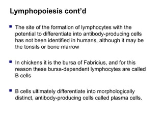 Lymphopoiesis cont’d
 The site of the formation of lymphocytes with the
potential to differentiate into antibody-producing cells
has not been identified in humans, although it may be
the tonsils or bone marrow
 In chickens it is the bursa of Fabricius, and for this
reason these bursa-dependent lymphocytes are called
B cells
 B cells ultimately differentiate into morphologically
distinct, antibody-producing cells called plasma cells.
 