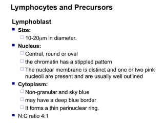 Lymphocytes and Precursors
Lymphoblast
 Size:
 10-20m in diameter.
 Nucleus:
 Central, round or oval
 the chromatin has a stippled pattern
 The nuclear membrane is distinct and one or two pink
nucleoli are present and are usually well outlined
 Cytoplasm:
 Non-granular and sky blue
 may have a deep blue border
 It forms a thin perinuclear ring.
 N:C ratio 4:1
 
