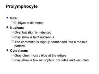 Prolymphocyte
 Size:
 9-18m in diameter.
 Nucleus:
 Oval but slightly indented
 may show a faint nucleolus
 The chromatin is slightly condensed into a mosaic
pattern.
 Cytoplasm:
 Gray blue, mostly blue at the edges
 may show a few azurophilic granules and vacuoles
 