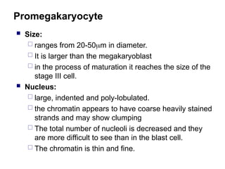 Promegakaryocyte
 Size:
 ranges from 20-50m in diameter.
 It is larger than the megakaryoblast
 in the process of maturation it reaches the size of the
stage III cell.
 Nucleus:
 large, indented and poly-lobulated.
 the chromatin appears to have coarse heavily stained
strands and may show clumping
 The total number of nucleoli is decreased and they
are more difficult to see than in the blast cell.
 The chromatin is thin and fine.
 