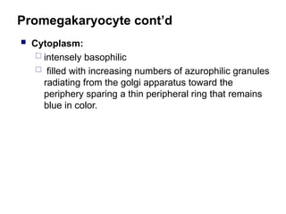 Promegakaryocyte cont’d
 Cytoplasm:
 intensely basophilic
 filled with increasing numbers of azurophilic granules
radiating from the golgi apparatus toward the
periphery sparing a thin peripheral ring that remains
blue in color.
 