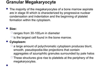 Granular Megakaryocyte
 The majority of the megakaryocytes of a bone marrow aspirate
are in stage III which is characterized by progressive nuclear
condensation and indentation and the beginning of platelet
formation within the cytoplasm.
 Size:
 ranges from 30-100m in diameter
 is the largest cell found in the bone marrow.
 Cytoplasm:
 a large amount of polychromatic cytoplasm produces blunt,
smooth, pseudopodia-like projections that contain
aggregates of azurophilic granules surrounded by pale halos
 These structures give rise to platelets at the periphery of the
megakaryocytes.

 